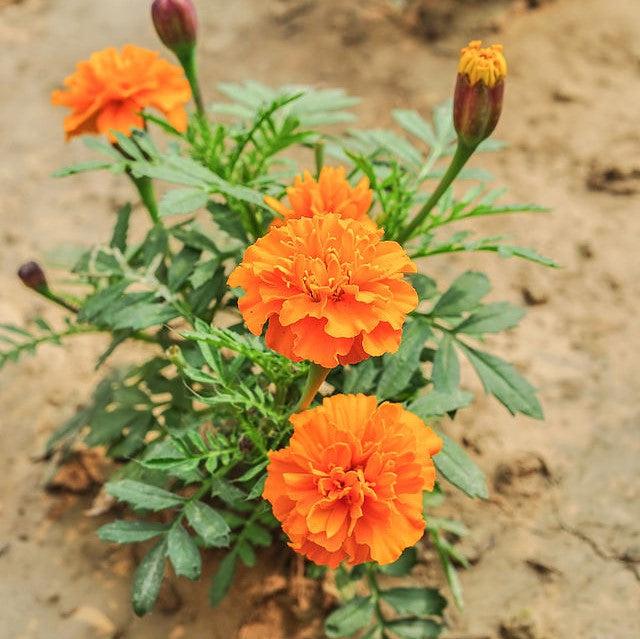 Tagetes patula 'PAS97727' ~ Durango® Orange French Marigold