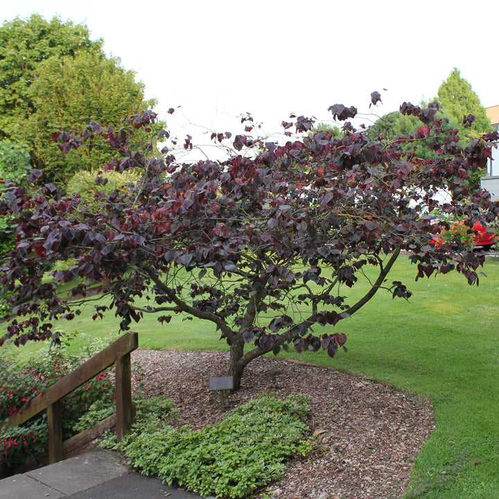 Cercis canadensis 'Forest Pansy' ~ Forest Pansy Eastern Redbud