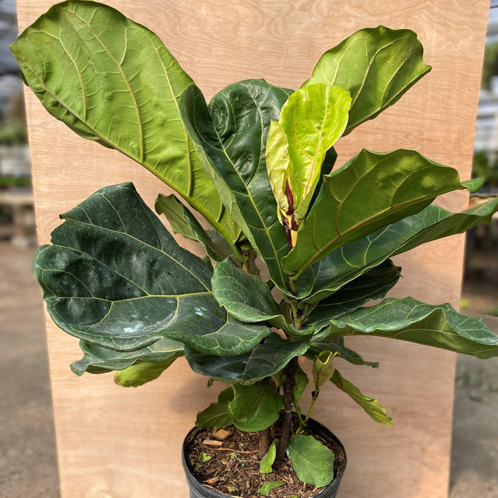 Ficus lyrata ~ Monrovia® Fiddle-Leaf Fig