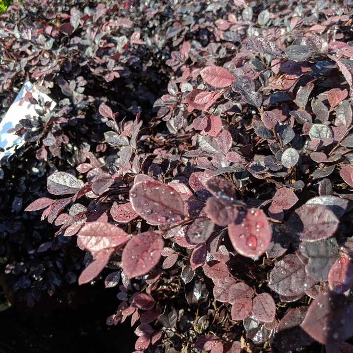 Loropetalum chinense 'Shang-hi' PP18,331 ~ Purple Diamond® Fringe Flower