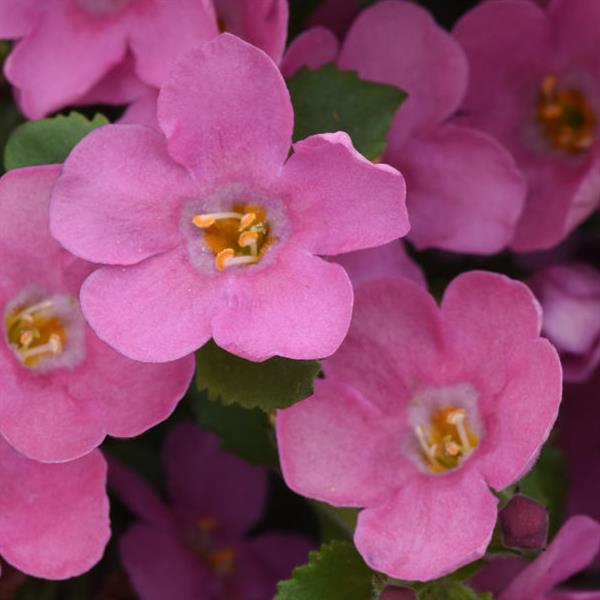 Sutera cordata 'Balmecopinim' ~ MegaCopa™ Pink Bacopa