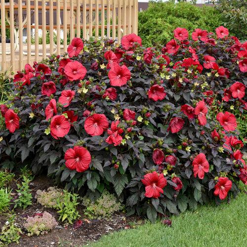 Hibiscus 'Holy Grail' ~ Summerific® Holy Grail Hibiscus