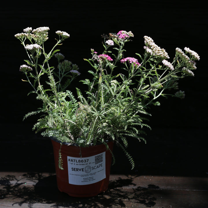 Achillea millefolium 'Balvinviolet' USPP 25,750' ~ New Vintage™ Violet Yarrow