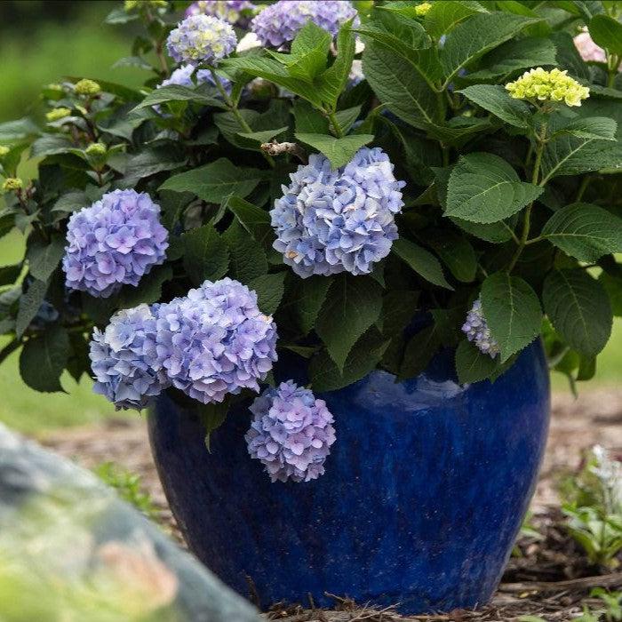 Hydrangea macrophylla 'Bailmer’ ~ Endless Summer® The Original Hydrangea