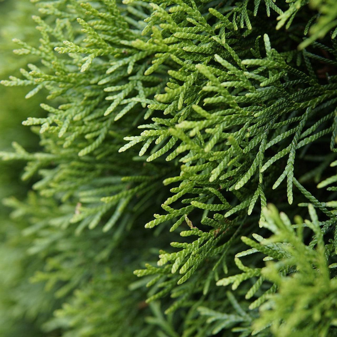 Thuja occidentalis 'RUTTHU4' ~ Planet Earth® Arborvitae