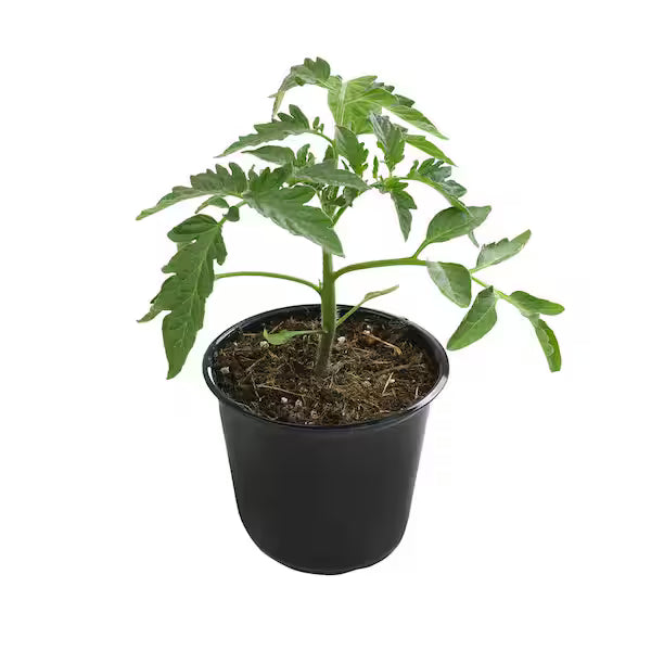 Flat - Annual - 4 inch - Vegetable (10 qty)