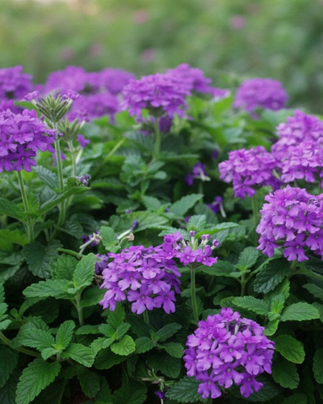 Verbena - EnduraScape Purple - 4 inch