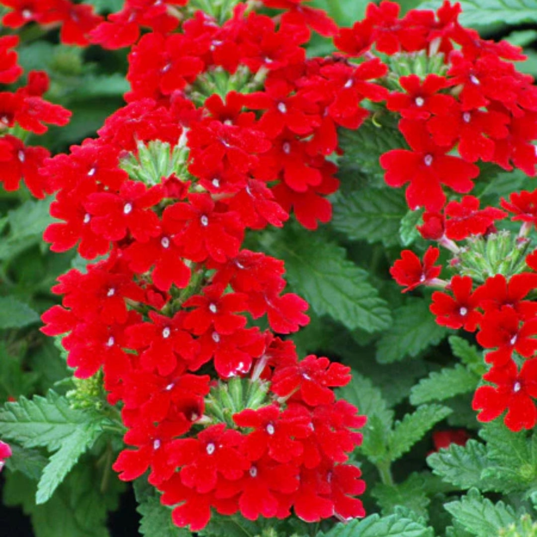 Verbena - EnduraScape Red - 4 inch