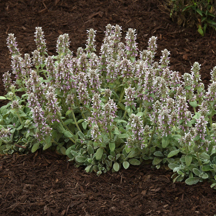 Stachys byzantina 'Little Lamb' ~ Little Lamb Lamb's Ear