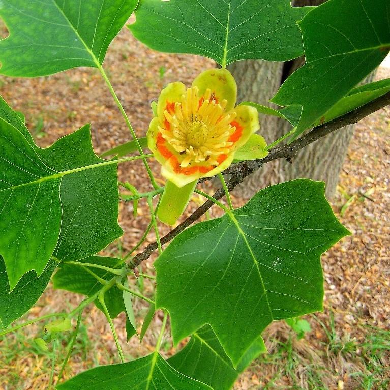 Liriodendron tulipifera ~ Tulip Poplar Tree