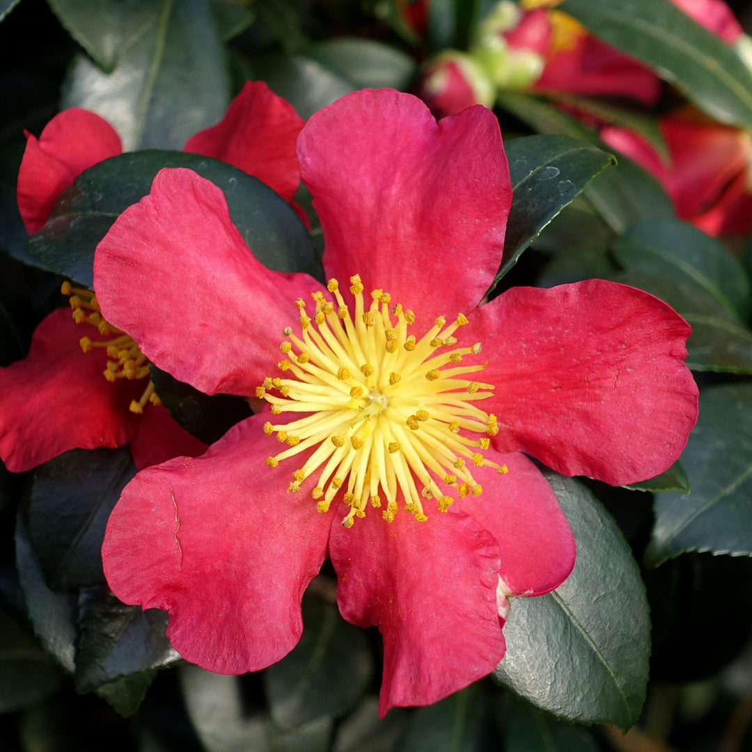 Camellia sasanqua 'Yuletide' ~ Yuletide Camellia