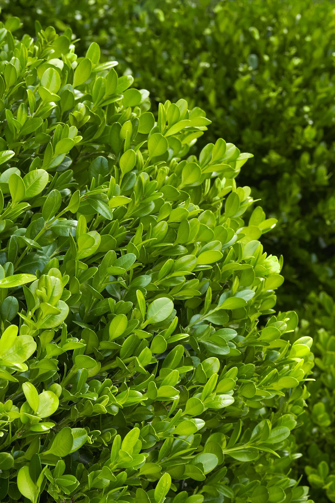 Wintergem Boxwood