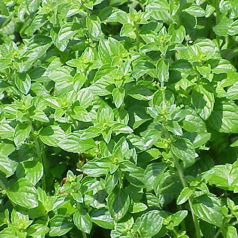 Calamintha nepeta spp. nepeta ~ Lesser Calamint