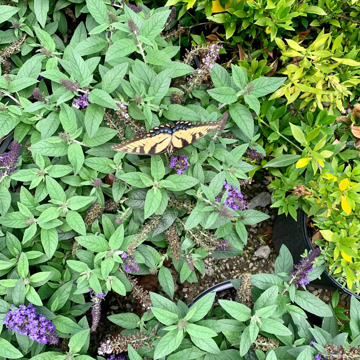 Buddleia davidii 'SMNBDBT' PP#28,794 ~ Pugster Blue® Dwarf Butterfly Bush