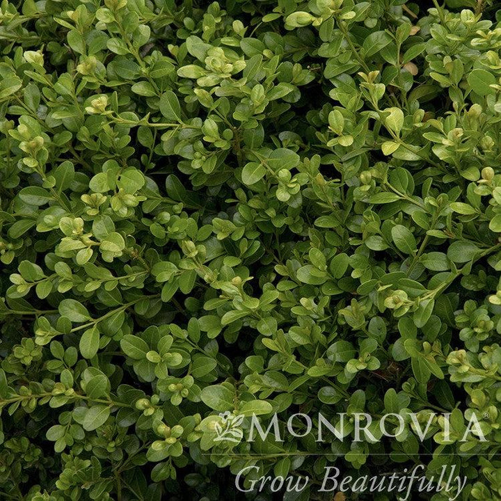 Buxus microphylla var. japonica 'Green Beauty' ~ Monrovia® Green Beauty Boxwood