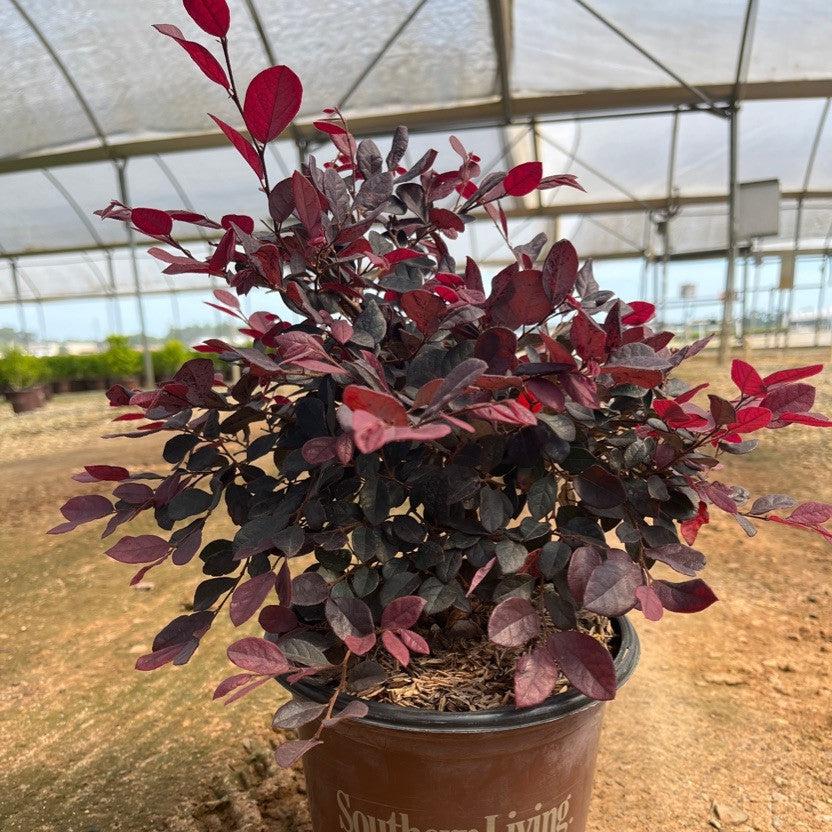 Loropetalum chinense 'Shang-hi' PP18,331 ~ Purple Diamond® Fringe Flower