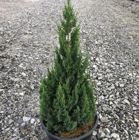 Juniperus chinensis 'Blue Point' ~ Blue Point Juniper