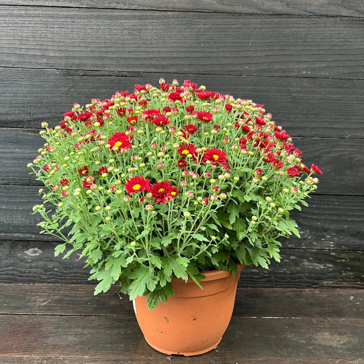 ~ Garden Mums, Assorted Colors