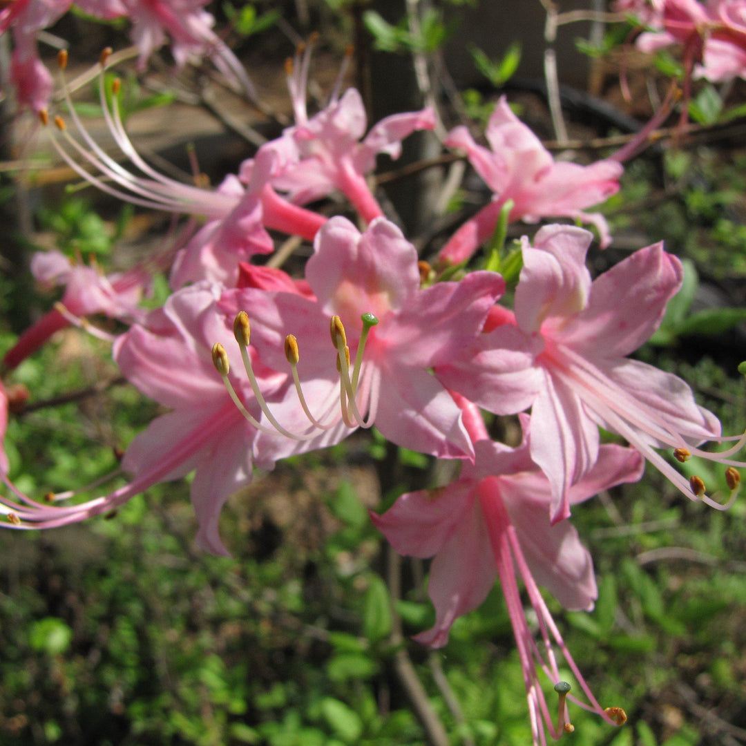 Rhododendron canescens ~ Piedmont Azalea