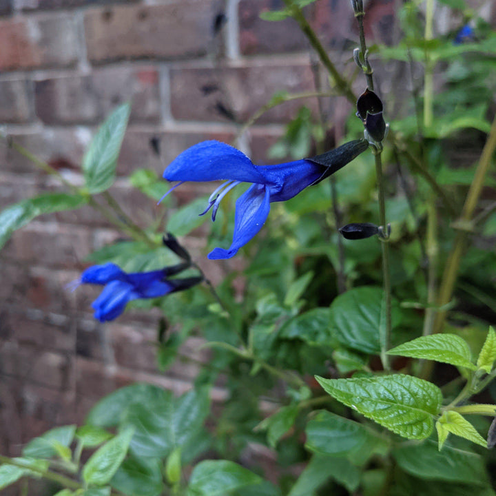 Salvia guaranitica 'Black and Blue' ~ Black and Blue Anise-Scented Sage