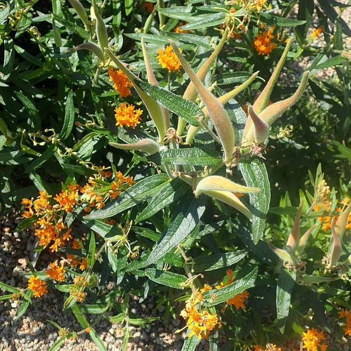 Asclepias tuberosa ~ Butterfly Weed