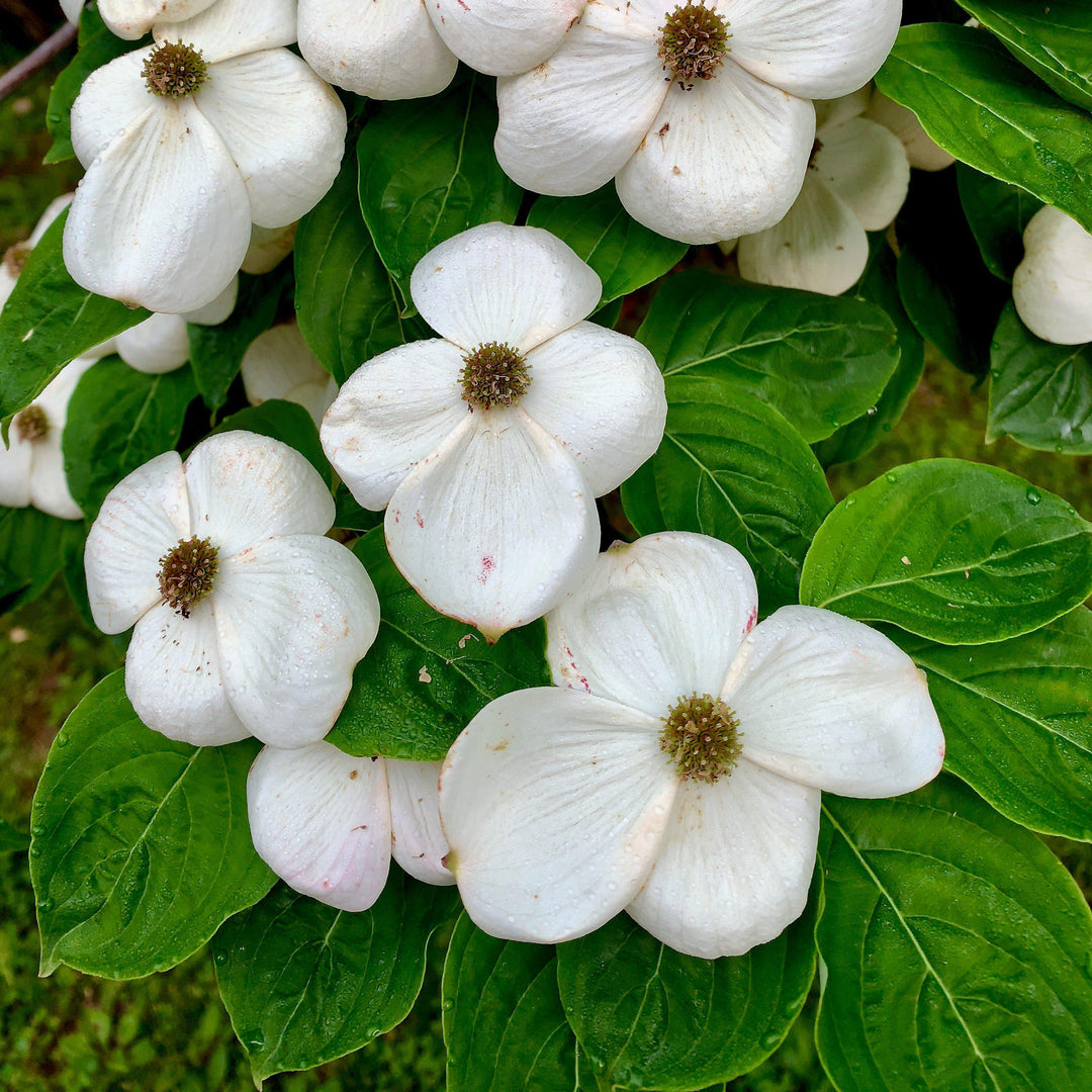 Cornus Florida 'Appalachian Joy' ~ Appalachian Joy Dogwood