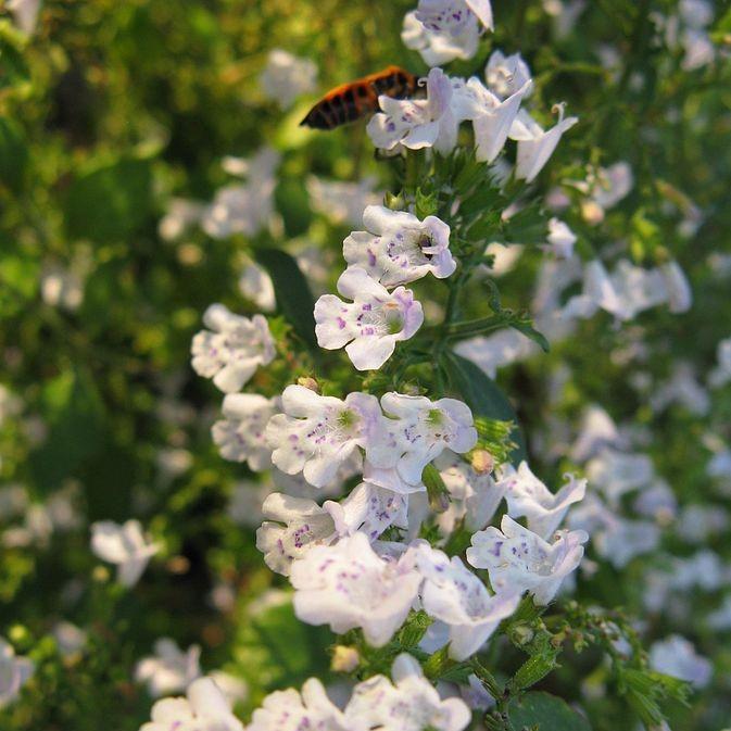 Calamintha nepeta spp. nepeta ~ Lesser Calamint