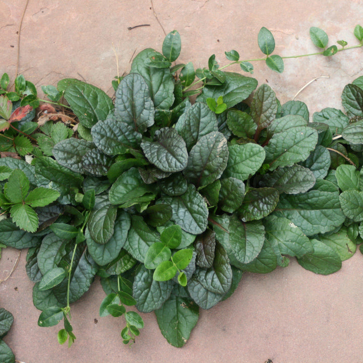 Ajuga reptans 'Bronze Beauty' ~ Bronze Beauty Bugleweed