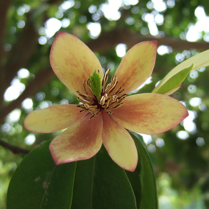 Michelia figo ~ Banana Shrub