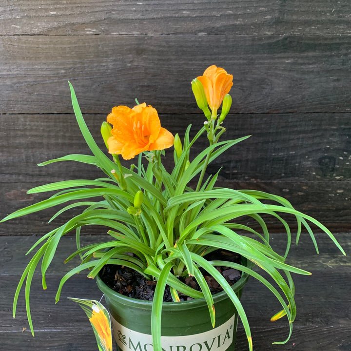 Hemerocallis fulva 'DHEMORANGE' ~ Monrovia® Endlesslily® Orange Daylily