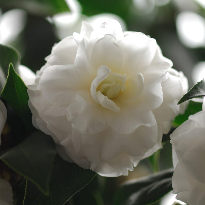 Camellia sasanqua 'Green S99-016' PP24887 ~ October Magic® Ivory™ Camellia