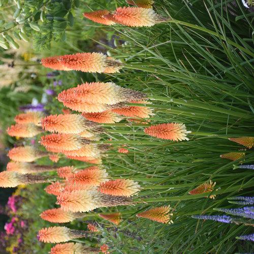 Kniphofia 'Hot and Cold' PP31185 ~ PW® Pyromania® Hot and Cold Red Hot Poker
