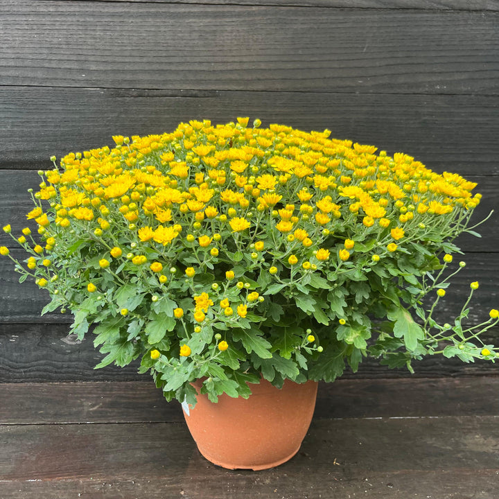 ~ Garden Mums, Assorted Colors