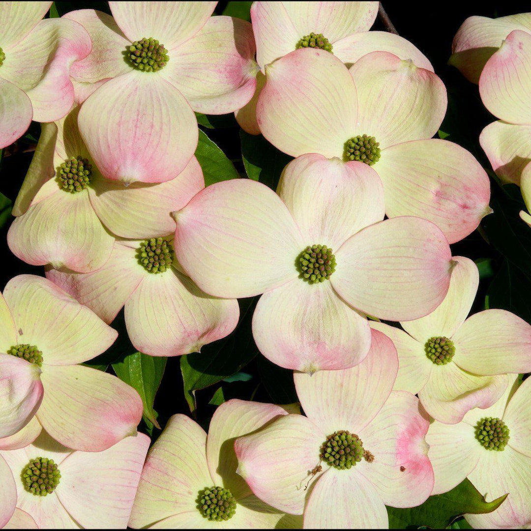 Cornus kousa x 'Rutgan' ~ Stellar Pink Dogwood