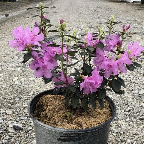 Rhododendron x 'GREARV' ~ Abbey's Re-View® Rhododendron