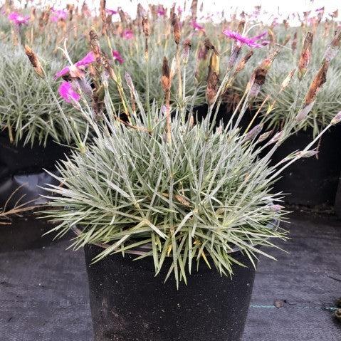 Dianthus gratianopolitanus 'Firewitch' ~ Firewitch Dianthus, Cheddar Pink