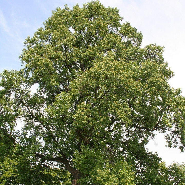 Liriodendron tulipifera ~ Tulip Poplar Tree